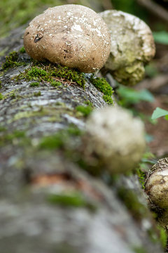 pilz