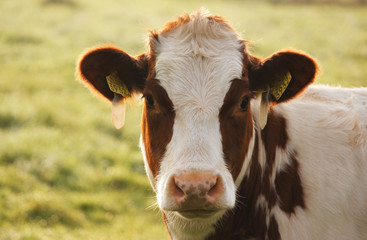 Cow 3932 © novygraphy