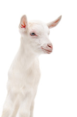 Portrait of a little white goat