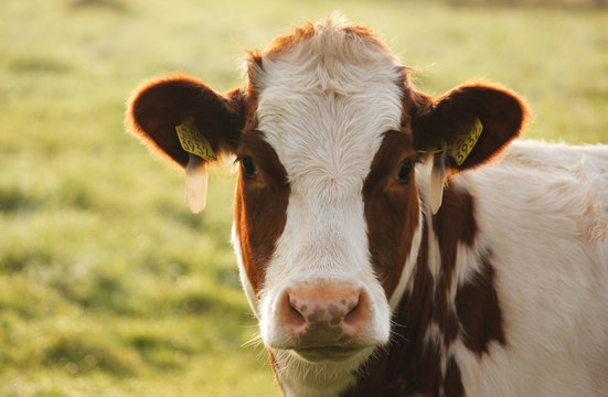 Cow 3932