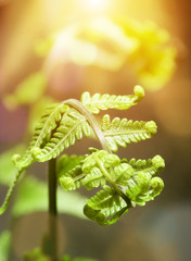 Farn leaf in the morning golden yellow sunray