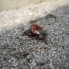 Krabbelnder Maikäfer