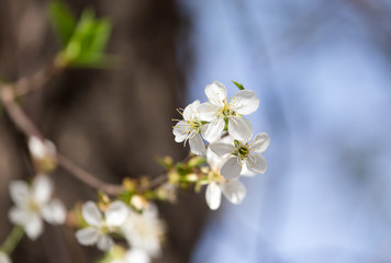 beautiful flowers on a tree