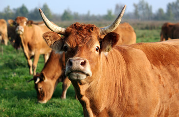 Cow