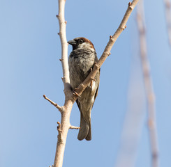Sparrow on a tree