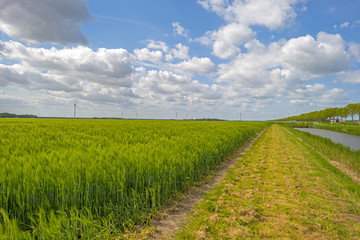 Green wheat on a sunny field in spring