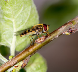 fly in nature. close-up