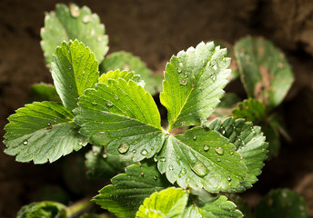 strawberry leaves on the ground