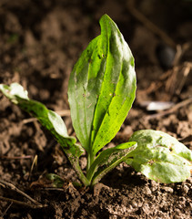 Plantain diaphragm. close-up