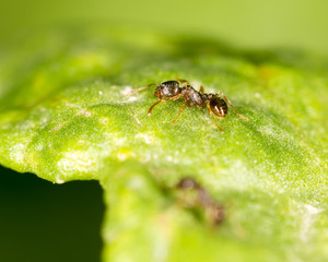 ant on green leaf in nature. close-up