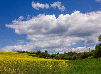 Cloudy sky and yellow field
