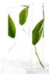 Green leaves in test tubes, closeup