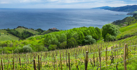 Fototapeta na wymiar Vineyards and farm for the production of white wine.