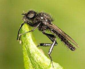 black fly on a green leaf. close-up
