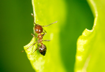 Ant on a green leaf. close-up