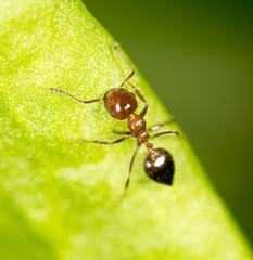 Ant on a green leaf. close-up