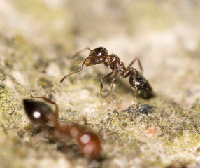 ants on the ground. close-up