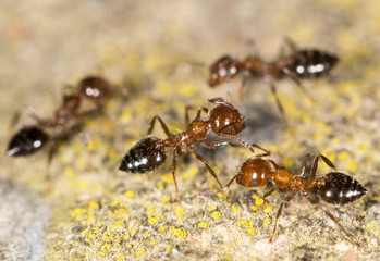 ants on the ground. close-up