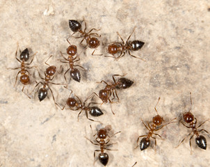 ants on the ground. close-up