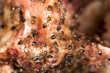 ants on the meat. close-up
