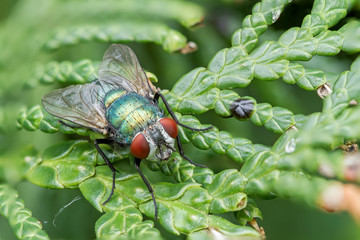 big fly