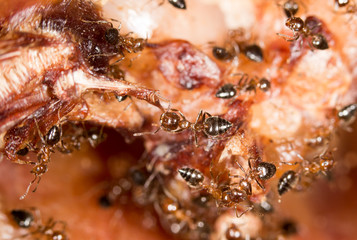 ants on the meat. close-up