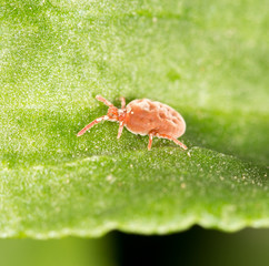 Red bug on a green leaf. close-up