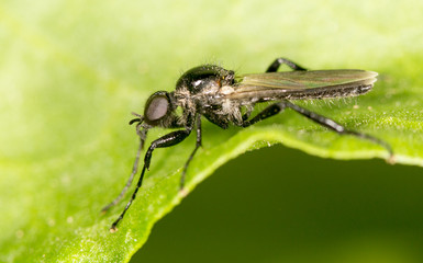 black fly on a green leaf. close-up