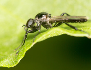 black fly on a green leaf. close-up