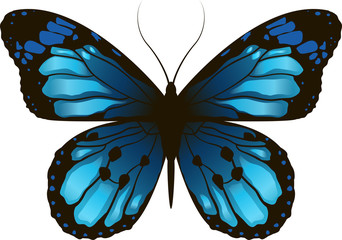 Morpho Beautiful butterfly