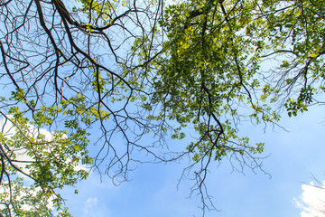 Tree branches