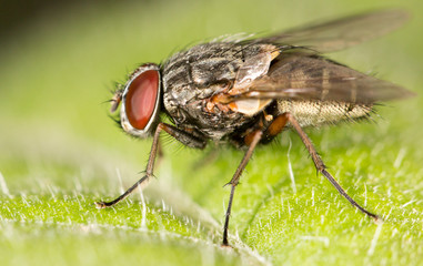 fly in nature. close-up