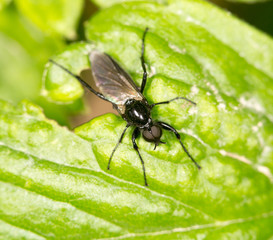 black fly on a green leaf. close-up