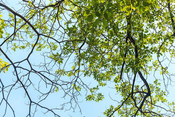 Tree branches