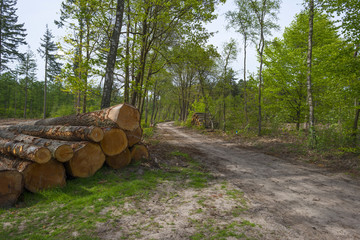 Footpath through a sunny pine forest in spring