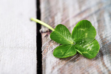 Green clover leaf on wooden background