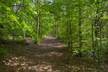 Foliage of a beech forest in sunlight in spring