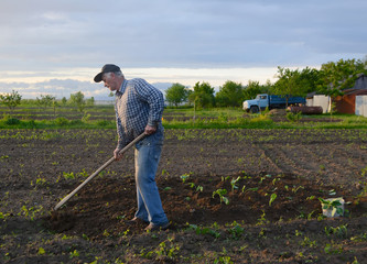 Farmer hoeing vegetable garden