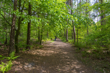 Foliage of a beech forest in sunlight in spring