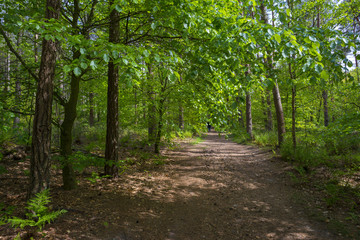 Foliage of a beech forest in sunlight in spring