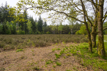 Footpath through a sunny pine forest in spring