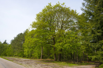 Obraz premium Foliage of a beech forest in sunlight in spring