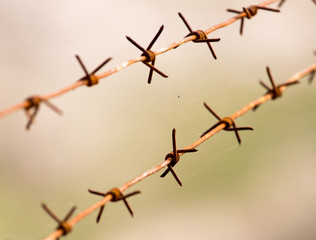 barbed wire on nature