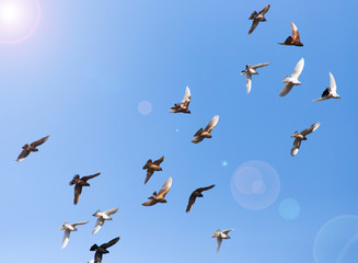 flock of pigeons on blue sky