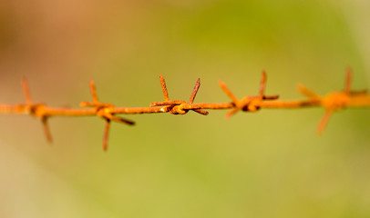 barbed wire on nature