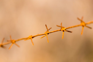 barbed wire on nature
