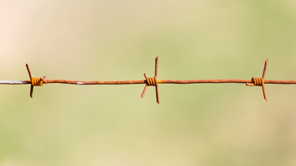 barbed wire on nature