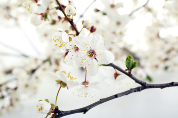 Flowering branch, closeup