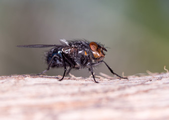 House fly close up