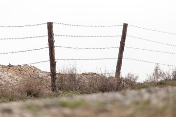 barbed wire on nature